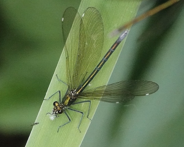 beautiful demoiselle